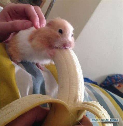 Feb 13, 2022 &0183; Upvote Downvote. . Hamster eating banana meme